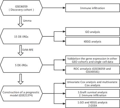 Immune-Related Genes for Predicting Future Kidney Graft Loss: A Study Based on GEO Database